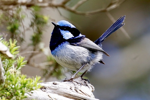 Superb Fairywren, photo 6 of 10