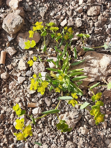 Image of Bupleurum subovatum by (c) Abdenour Kheloufi, some rights reserved (CC BY)
