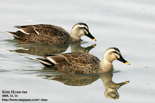 Eastern Spot-billed Duck, photo 10 of 10