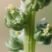 Oligomeris linifolia - Photo (c) Fred Melgert / Carla Hoegen, μερικά δικαιώματα διατηρούνται (CC BY-NC), uploaded by Fred Melgert / Carla Hoegen
