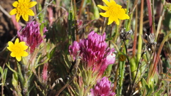 Castilleja exserta exserta