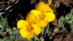 Viola douglasii