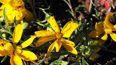 Pentachaeta aurea aurea