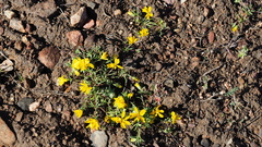 Pentachaeta aurea aurea