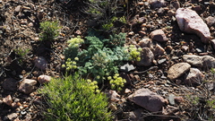 Lomatium dasycarpum dasycarpum