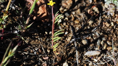 Camissonia strigulosa