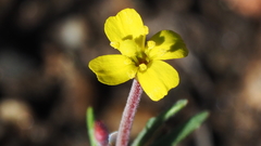 Camissonia strigulosa