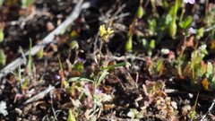 Sisymbrium orientale