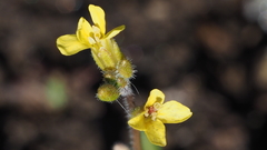 Sisymbrium orientale