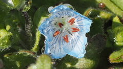 Nemophila menziesii integrifolia