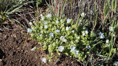 Nemophila menziesii integrifolia