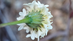 Chaenactis glabriuscula glabriuscula