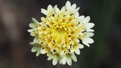 Chaenactis glabriuscula glabriuscula