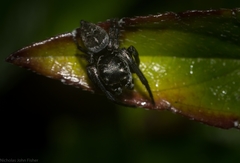 Euryattus bleekeri