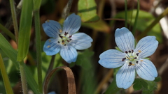 Nemophila menziesii integrifolia