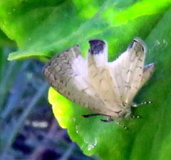 Spalgis lemolea lemolea