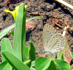 Zizeeria knysna