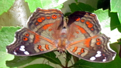 Junonia natalica natalica