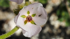 Malacothamnus densiflorus