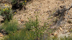 Malacothamnus densiflorus