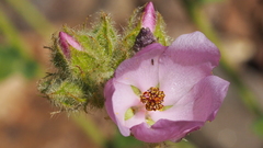 Malacothamnus densiflorus