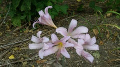 Lycoris squamigera