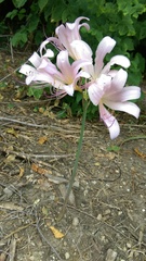 Lycoris squamigera