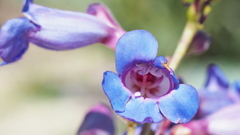 Penstemon spectabilis spectabilis