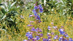 Penstemon spectabilis spectabilis
