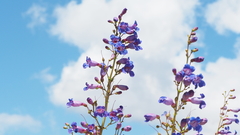 Penstemon spectabilis spectabilis