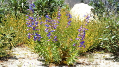 Penstemon spectabilis spectabilis