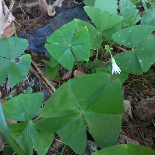 Oxalis triangularis