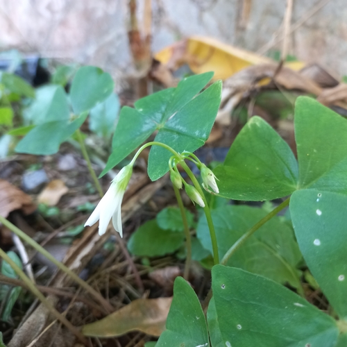 Oxalis triangularis