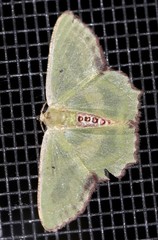 Metallochlora lineata