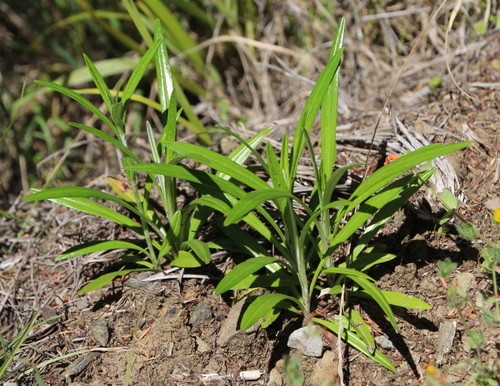 Euchiton japonicus