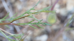 Chaenactis glabriuscula glabriuscula