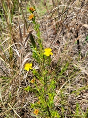 Hypericum brachyphyllum image