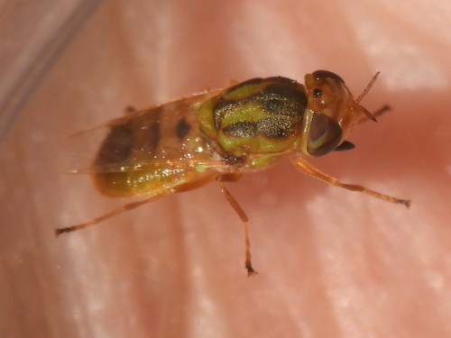 Hedriodiscus trivittatus photo 5