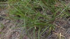 Harpochloa falx