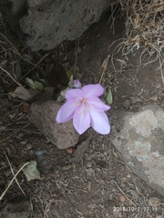 Colchicum feinbruniae