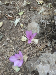 Colchicum feinbruniae
