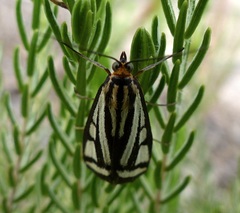 Loxostege venustalis