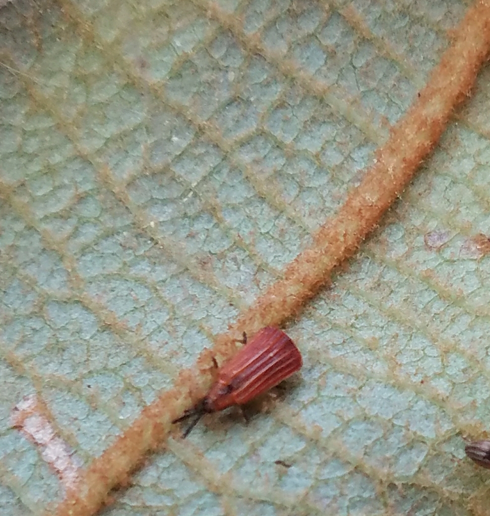 Sumitrosis championi