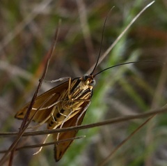 Loxostege venustalis