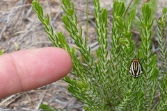 Loxostege venustalis