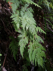 Loxsoma cunninghamii