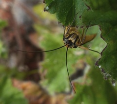 Loxostege venustalis