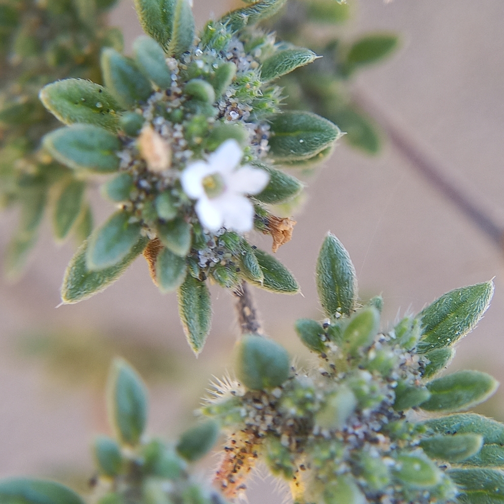 Tiquilia paronychioides