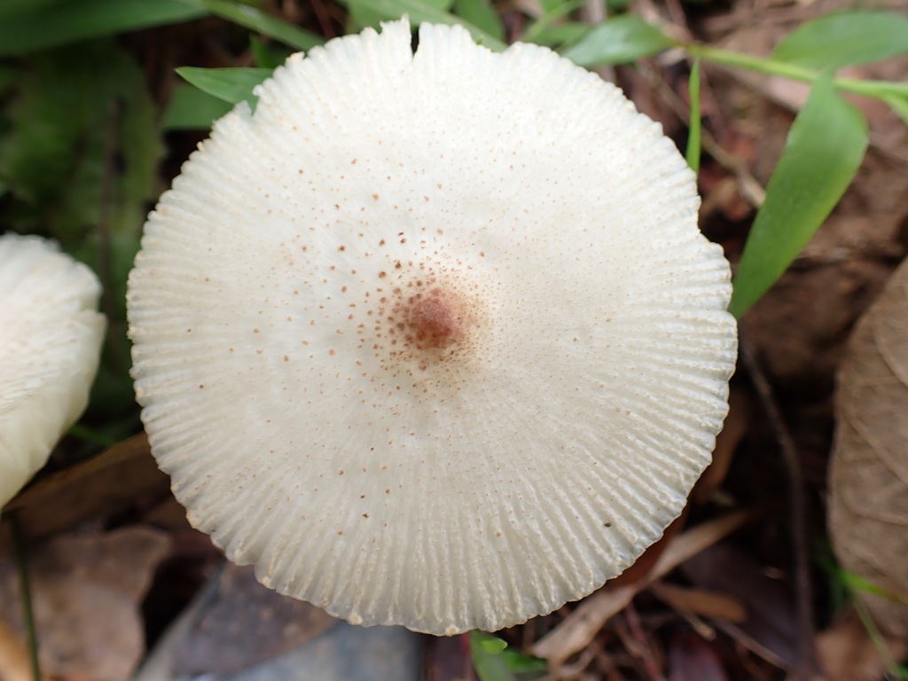 Candelolepiota sinica · April 2023 · photo: © sus_scrofa (iNaturalist, cc-by)