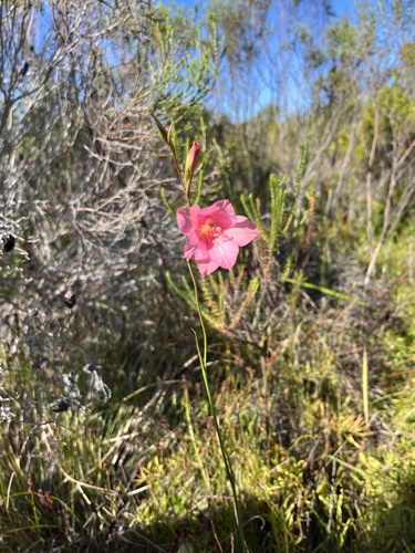 Image of Gladiolus meridionalis by (c) Charleen Brunke, some rights reserved (CC BY)